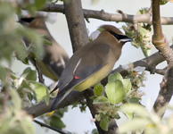 Cedar Waxwing 5647